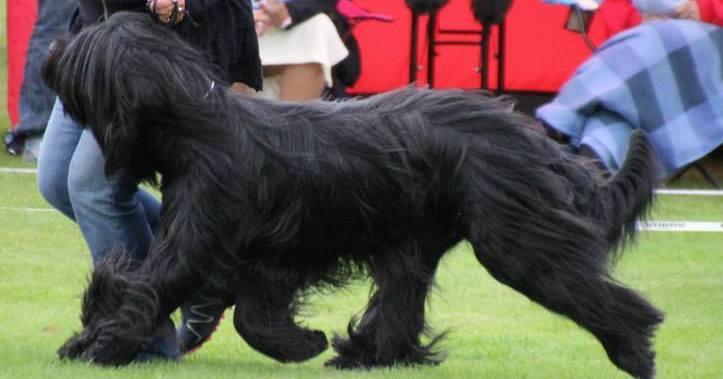 Utmärkt temperament JKL: EXC UNGHUNDSKLASS 21. SE41166/2013, Simply The Best El'Bridorado, född: 2013-02-03, fawn Sv BriardV-14 e. Taboo Dalido u.