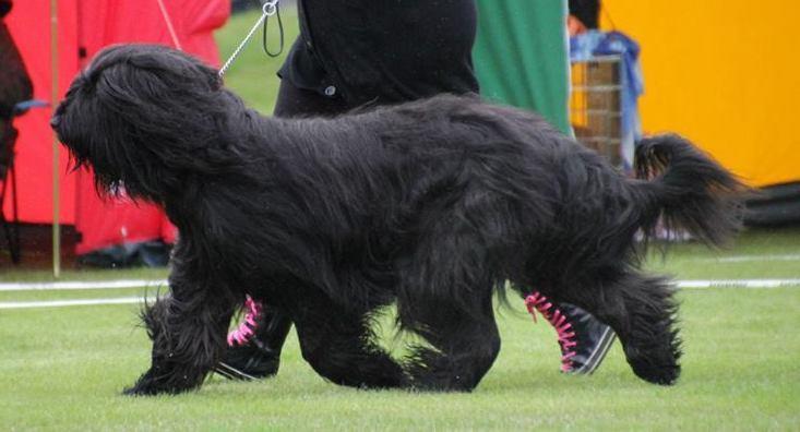 temperament UKL: EXC, UKK: 1, CK 54. SE18612/2013, Hippie Royale Ginny Weasley, född: 2013-02-05, fawn e. Fourcas Du Pre Etendu u.