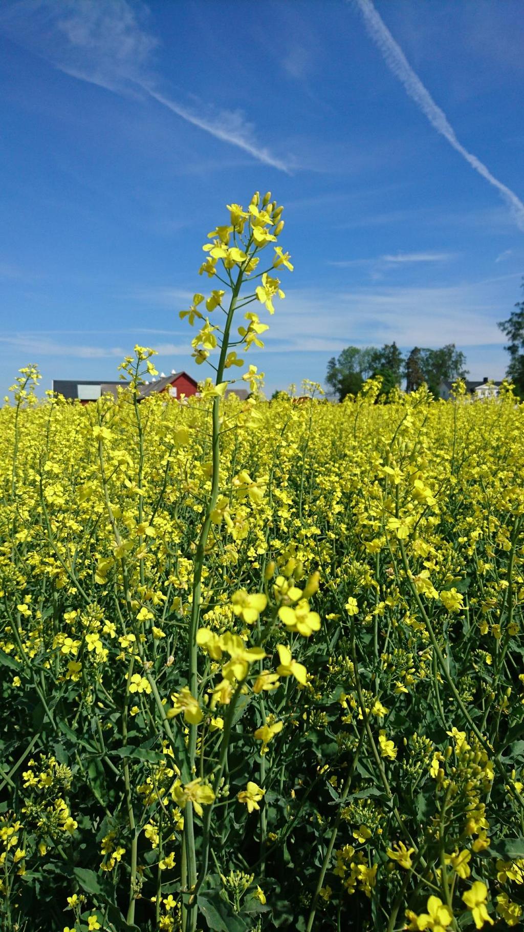 Vilsporer finns i