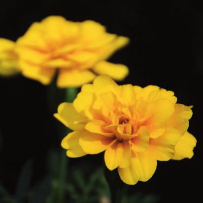 Isbegonia Rudbeckia Silverek Tagetes Ljung Vill du att Kyrkogårdsförvaltningen ska sköta graven enligt tidigare avtal använder du