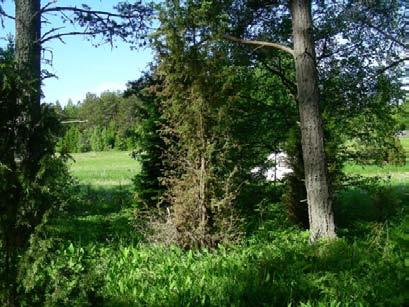 Status Ängsskäreplattmalen: Enstaka larver påträffades under inventering år 2007. Under 2010 är populationstätheten lika låg.