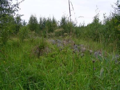 sikt kan bli lämpligt med ytterligare slåtterytor. Spar buskage av framförallt skogstry och skogsolvon och släpp upp en del lövträd.