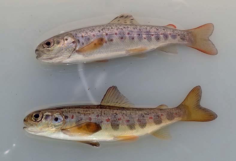 Figur 3. Bild som visar lax (underst) och öring (överst) fångad vid fisket 2017. Lax har större bröstfenor, och smalare stjärtspole.