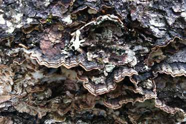 Taigaskinn (Laurilia sulcata).