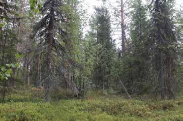 Gammal torr stubbe med spår