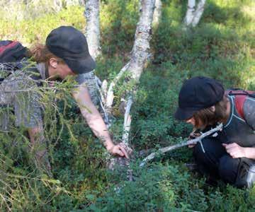 Underväxten består framförallt av gran.