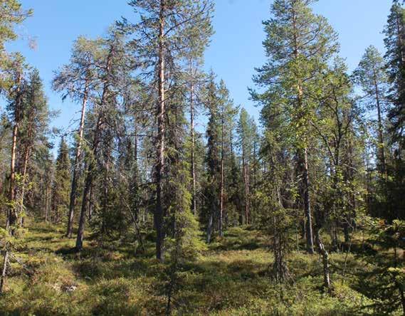 Vedticka (Phellinus viticola) Rosenticka (Fomitopsis rosea) NT Ostticka (Skeletocutis odora) VU Fåglar Tjäder (Tetrao urogallus) Tretåig hackspett