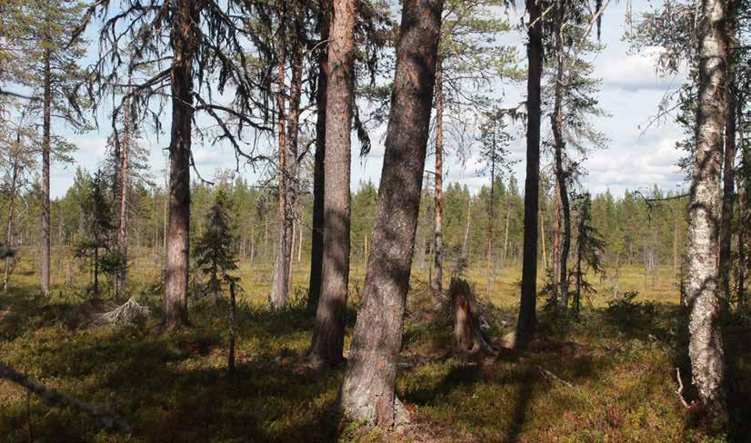 Förekomst av äldre tallar och solexponerade tallstubbar.