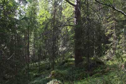 Skogen är relativt tätvuxen. Upp mot toppen av berget finns ett flertal högre lodytor.