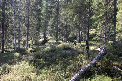 Området är delvis hårt plockhugget och den sydöstra sluttningen är nyligen röjd.