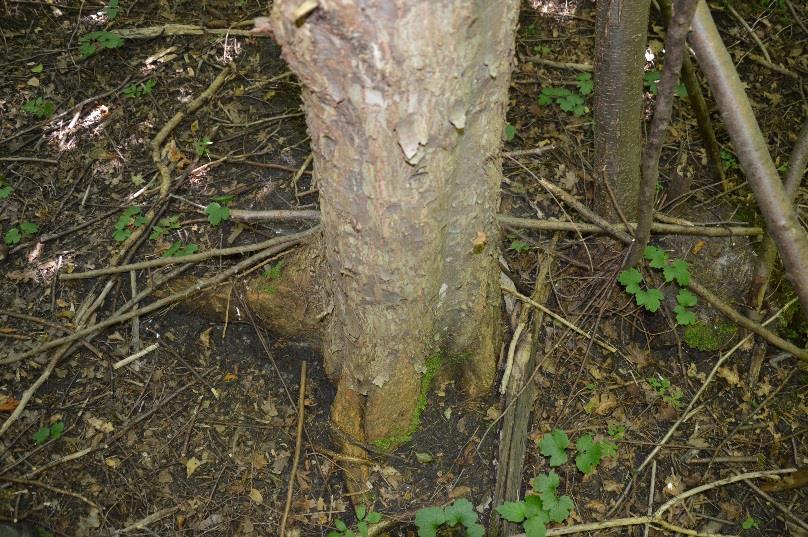 3. Ädellövskog Naturvärdesklass: 3 Naturvårdsarter: Ask Tidigare inventering: - En liten ädellövskog med ask, klibbal, björk och tall. Gamla träd, hålträd och död ved förekommer allmänt.