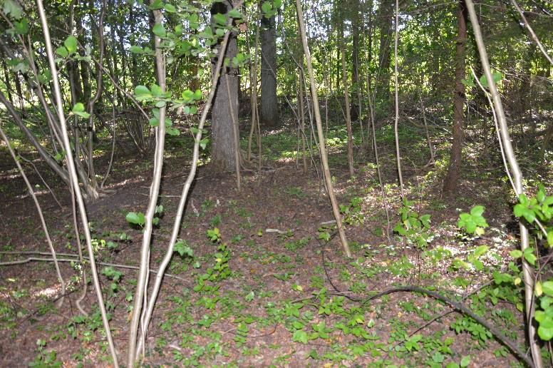 Ädellövskog Naturvärdesklass: 3 Naturvårdsarter: Ask, vresalm, skogsalm Tidigare inventering: Skyddsvärda träd En medelålders ädellövskog med ek och ask, samt ett buskskikt som