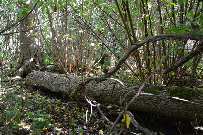 6. Ädellövskog Naturvärdesklass: 3 Naturvårdsarter: Ask, vresalm, storrams, tandrot, ormbär, blåmossa Tidigare inventering: Nyckelbiotop, skyddsvärda träd En ädellövskog vars trädskikt till största