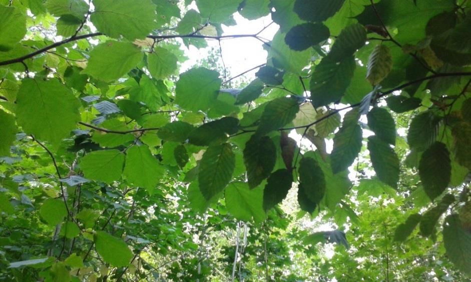 Slåtteräng Naturvärdesklass: 2 Naturvårdsarter: Fläcknycklar, darrgräs, brudsporre, gullviva Tidigare inventering: TUVA Slåtteräng med hävdgynnad flora omgiven av villaområden och en ädellövskog.