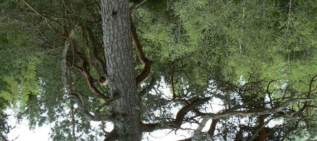 Större lokalt naturvärde) Beskrivning Mindre höjd med hällmark som är glest bevuxen med
