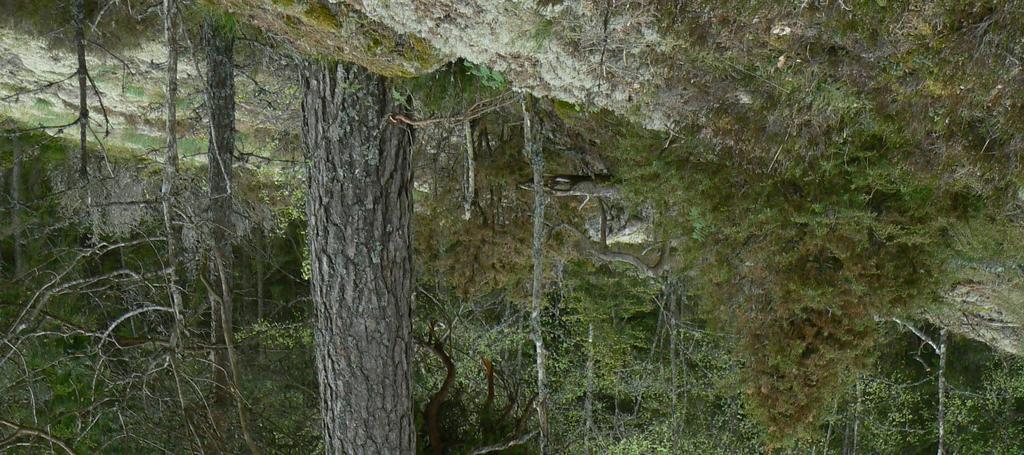 De äldsta tallarna är troligen över hundra år.