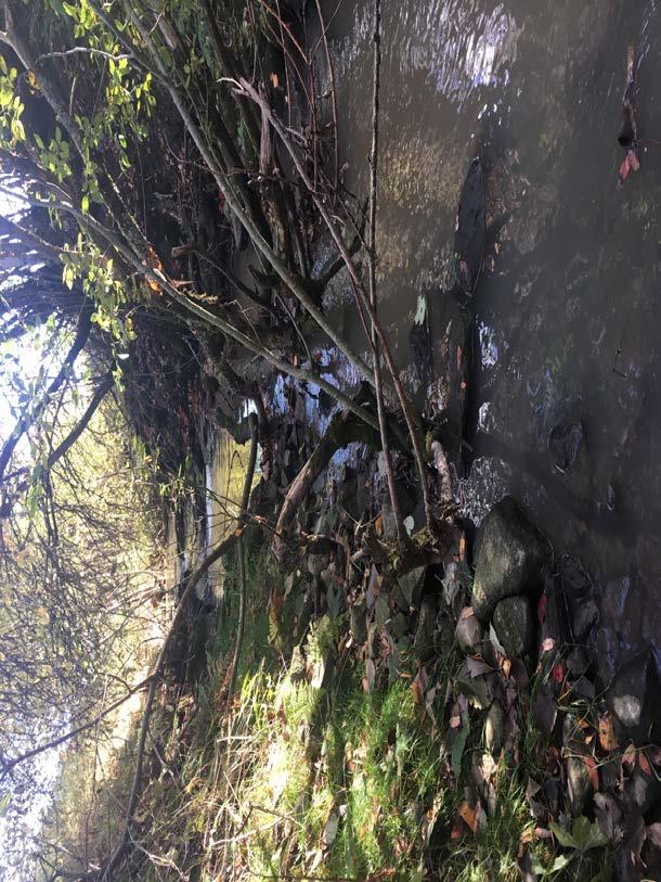 Naturvärdesobjekt nr 10 Naturvärdesklass Naturtyp Biotop Biotopvärde Artvärde 3 Påtagligt Vattendrag Dike/rätat vattendrag Påtagligt Visst Motivering naturvärdesklass Varierad bottenstruktur och
