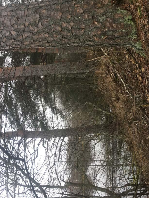 Naturvärdesobjekt nr 12 Naturvärdesklass Naturtyp Biotop Biotopvärde Artvärde 3 Påtagligt Skog och träd Tallskog Påtagligt Obetydligt Motivering naturvärdesklass Tallar ca 140 år, sparsamt med död
