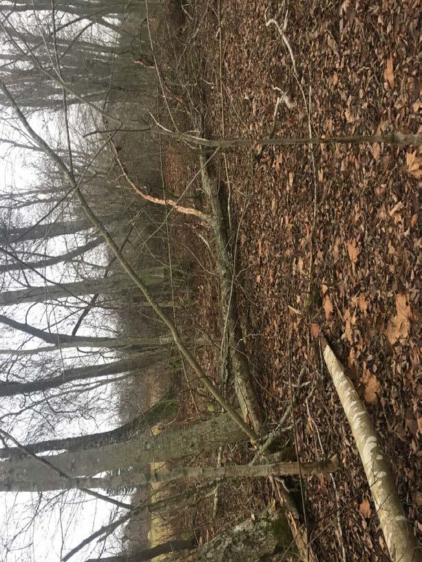 Naturvärdesobjekt nr 13 Naturvärdesklass Naturtyp Biotop Biotopvärde Artvärde 3 Påtagligt Skog och träd Triviallövskog Påtagligt Visst Motivering naturvärdesklass Sparsamt till bitvis allmänt med död