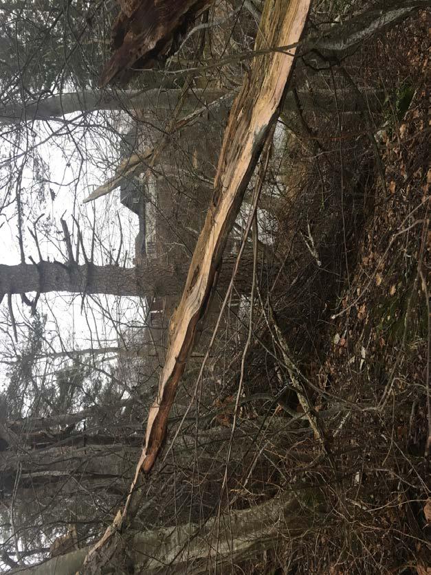 Naturvärdesobjekt nr 17 Naturvärdesklass Naturtyp Biotop Biotopvärde Artvärde 3 Påtagligt Skog och träd Tallskog Påtagligt Visst Motivering naturvärdesklass Tallar ca 140 år, sparsamt men bitvis