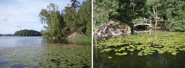 Figur 6. Bälten med flytbladsväxter, som vattenpilört och näckrosor, var vanliga vid Långsjöns stränder.