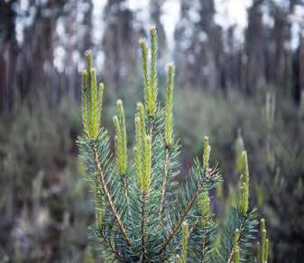 Centrala Frö- och Plantrådet Höstskottskjutning hos tall i sö Sverige Observationer av störd skottskjutning Osäkert vad det beror på. Hypoteser finns.