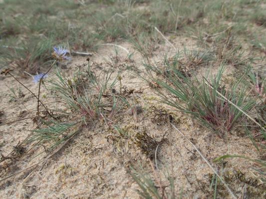 Naturtyp Området är längst i väster en typisk vit dyn 2120 med dyngräs som strandråg och sandrör.