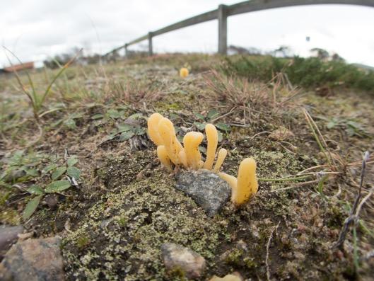 Fig. 9 På p-platsen vid Färes finns flera mycel av hedfingersvamp, typisk art för sandhedar. Naturtyp I den nordöstra delen finns en fin sandhed mest om påminnande om naturtypen grå dyn 2130.