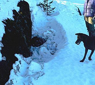 Ställer man dessa frågor till länsstyrelsen i Norrbotten får man tyvärr oftast, otydliga, vilseledande eller direkt felaktiga svar.