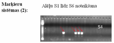 (2001) Marker system 2 Determination of alleles 1 to 6 S-RNase