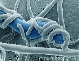 växtskyddsmedel (eller biocid) inom EU Trichoderma sp.