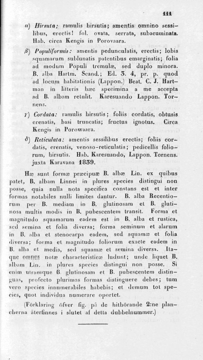 111 «) tlirmta; ramulis hirsutis; amentis omnino sessilibus, ercciis! fol. ovala, serrata, subacuminata. Hal», circa Kengis in Porovaara.
