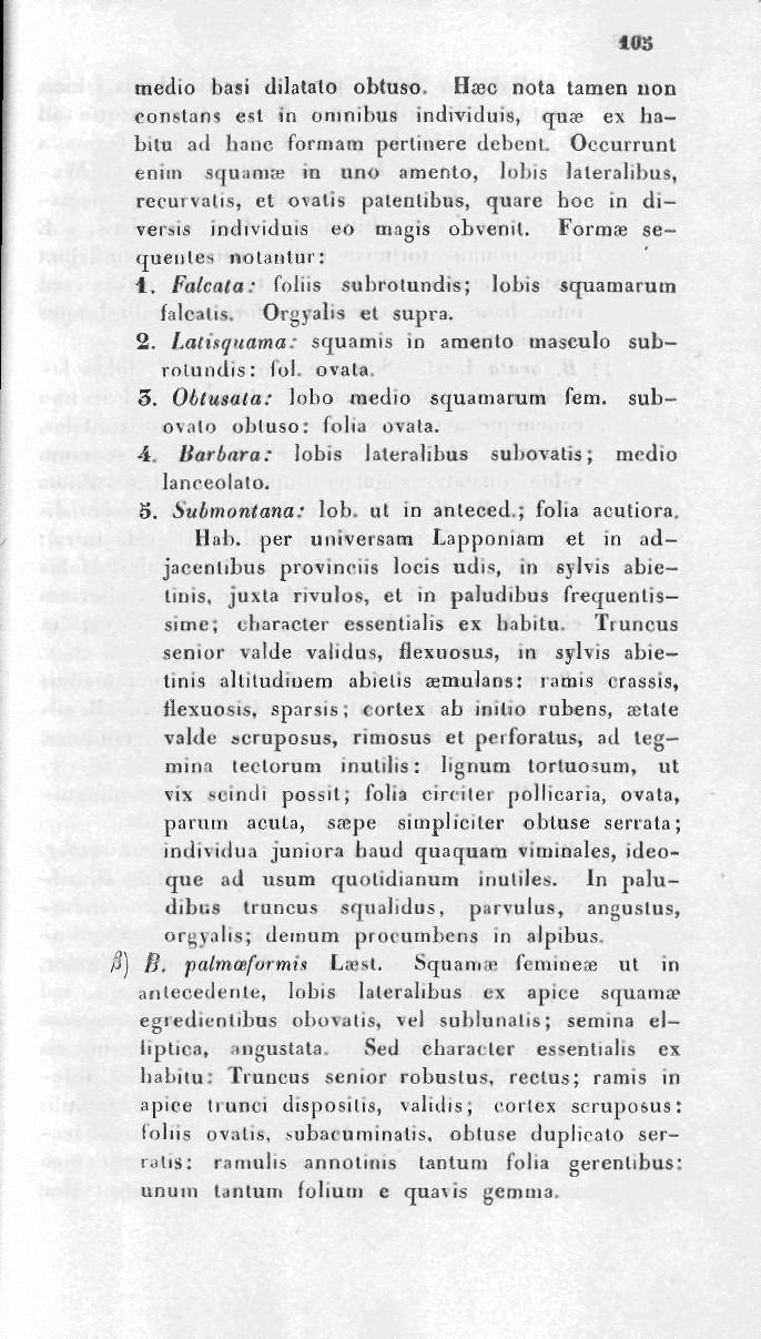 10S medio basi dilatato obtuso. Ha3C nota tamen uon eonslans est in omnibus individuis, qua? ex habitu ad hanc formam pertinere dcbcnl.