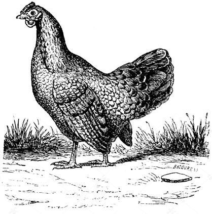 Fågel Vindaloo (Välj mellan anka, kyckling eller lamm) 200 kr Gryta från Goa med riktigt sting som sägs ha uppstått 1797 under inflytande från portugiserna med heta kryddor och tydlig smak av vinäger