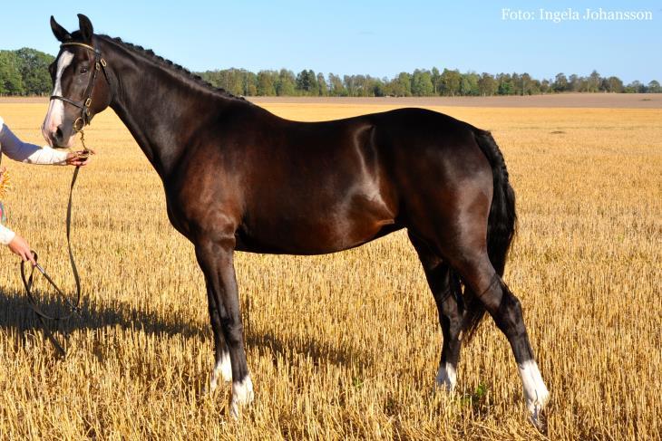 Welsh Partbred Höjd: Minimihöjd 125 cm Färg: Alla färger är tillåtna. Typ: Stark, tålig och aktiv. Elegant, harmonisk. Huvud: Vackert, proportionerligt och väl ansatt.