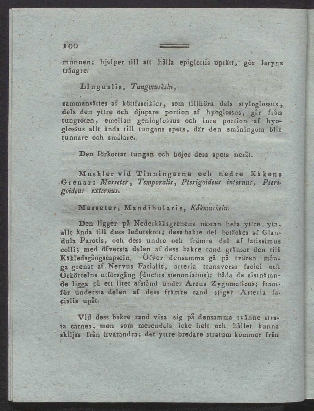 100 mannen; bjelper till att hålla epiglottis upra'tf, gör Iarynx trängre.