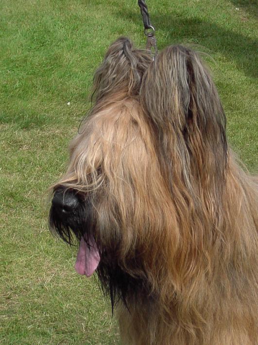 SE39494/2010, Goblinwalley Shut Up And Dance, hane, fawn Tall dog of excellent proportions + angulation, excellent head, excellent temperament, excellent texture of coat, still a little to light,
