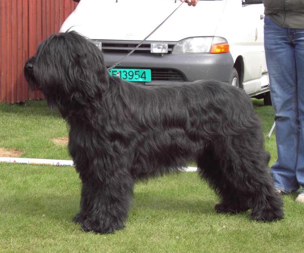 SE35896/2011, Trésor De Brie Millie Noir MG, tik, svart Good size bitch, a little on the long side, needs to brothern out, very narrow in chest, toes out front + rear, excellent colour, very good