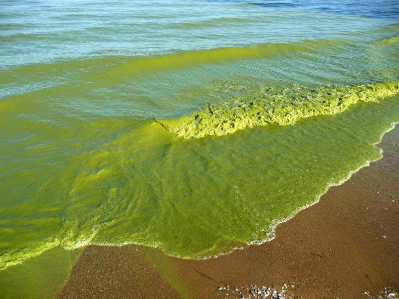 Cyanobakteria: