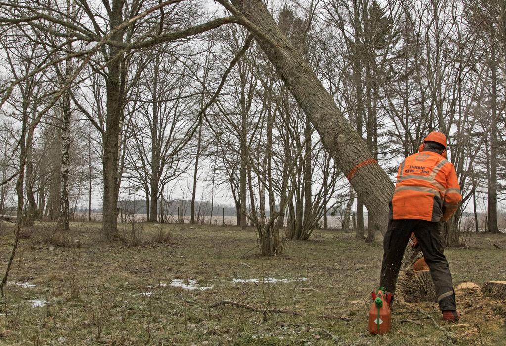 Här faller almen mot osäker framtid Almsjukan är en av flera trädsjukdomar i Sverige som dödar trä den och därmed slår ut arter som är beroende av sitt värdträd.