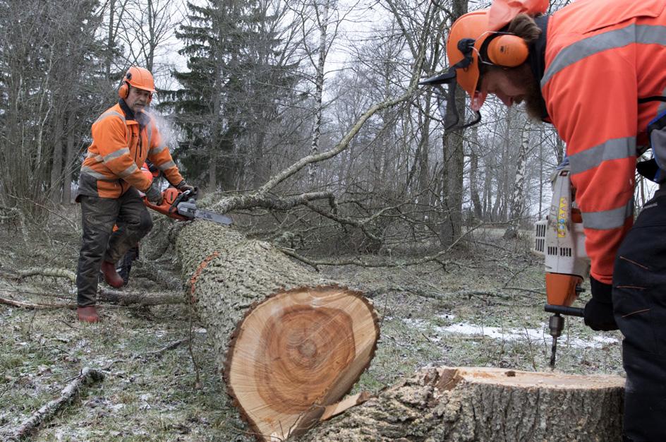 Almarna på Öland Kontrasterna är stora om man jämför situationen för almarna på Öland (ca 90 % döda) och Gotland (mer än 90 % levande). Länsstyrelsen i Kalmar hann inte med i svängarna.