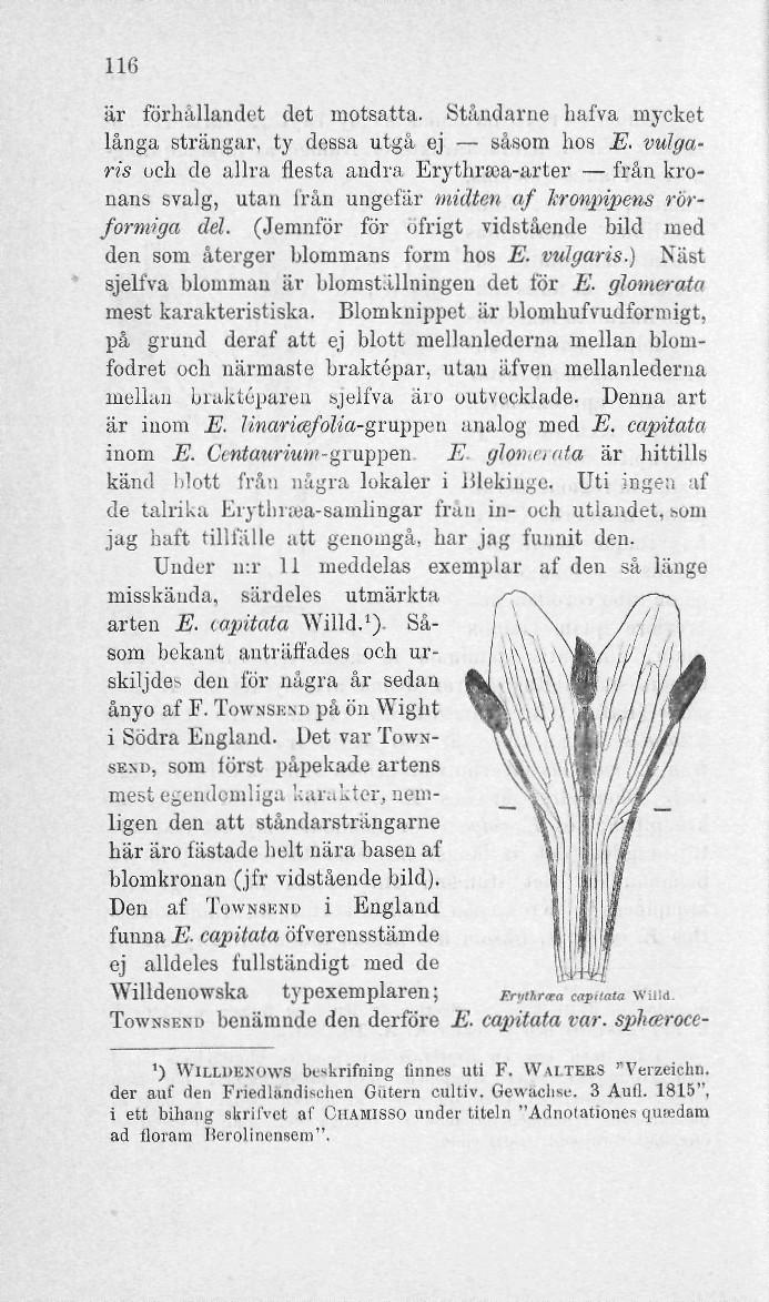 116 är förhållandet det motsatta. Ståndarne hafva mycket långa strängar, ty dessa utgå ej såsom hos E.
