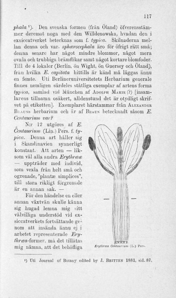117 phala '). Den svenska formen {från Öland) öfverensstämnier deremot noga med den Willdenowska, hvadau den i exsiceatverket betecknas som f. typua. Skilnaderua mellan denna och var.