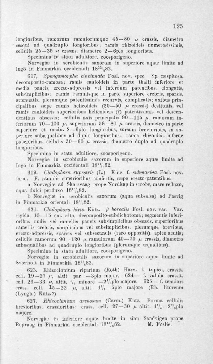125 longioribus, ramorum ramulornmque 45 80,«crassis, diamel.ro sesqui ad quadrnplo longioribus; ramis rhizoideis numerosissimis, cellulis 25 35,«crassis, diametro 2 6plo longioribus.