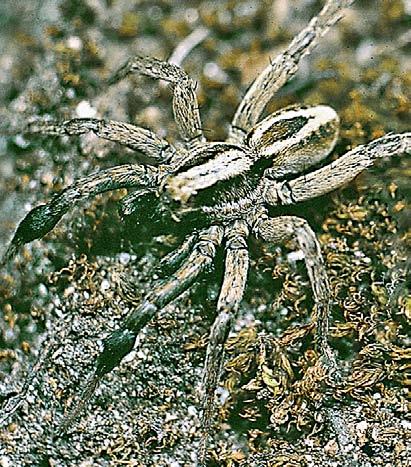 Hos trumvargspindel Hygrolycosa rubrofasciata saknar honan kula på bakkroppshåren och de nykläckta ungarna sätter sig inte heller på honans bakkropp utan på den tomma äggkokongen.
