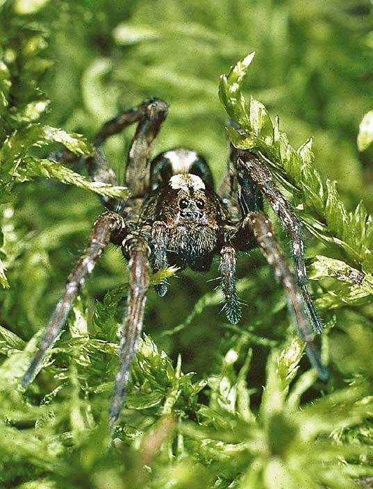Barrvargspindel Alopecosa pinetorum trivs i barrskog, som denna hona på promenad i mosstäcket. Hona och hane av trumvargspindel Hygrolycosa rubrofasciata skiljer sig åt i färgerna.