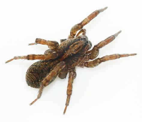Trochosa & Xerolycosa Trochosa-arterna är medelstora arter som känns igen på att framkroppens mittband har två parallella längsfläckar. Vanligast är nog skogsbjörnspindel T.