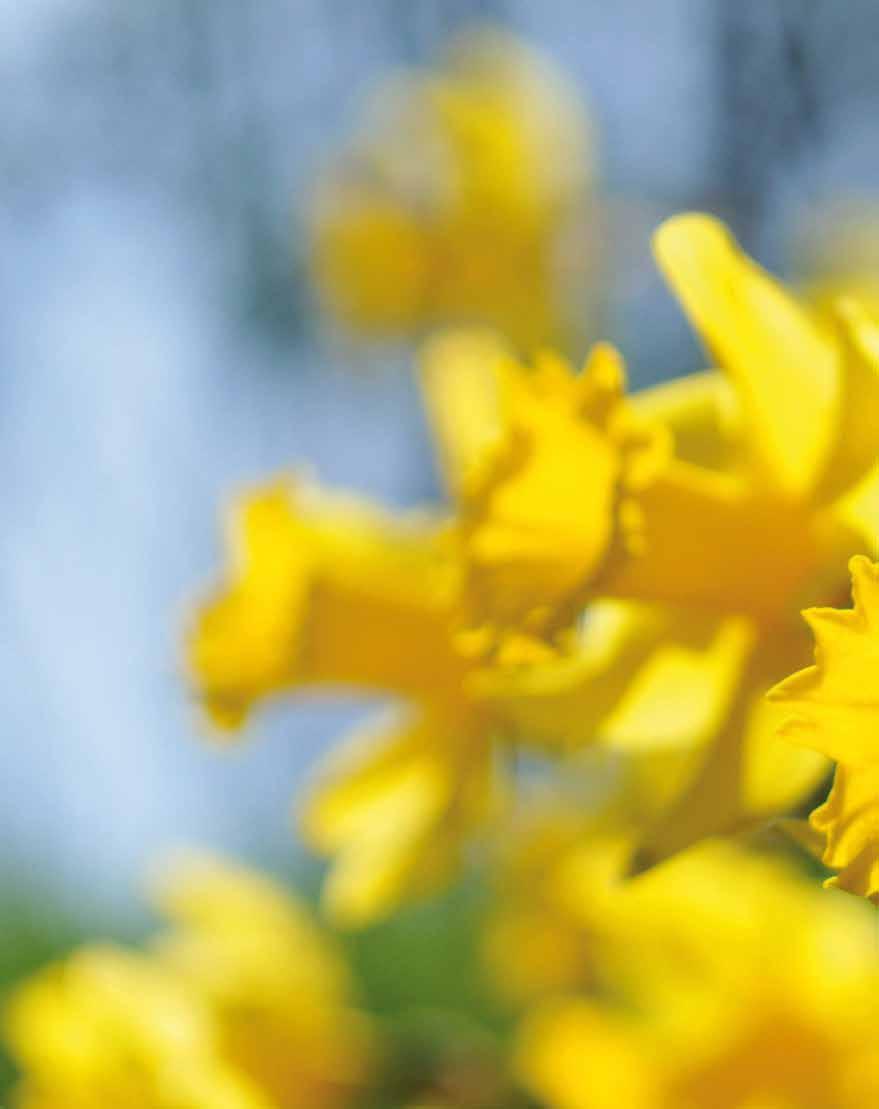 Påsk Guds folk, d v s israeler/judar och kristna, har firat påsk i över tretusen år. Ordet är hebreiska, kommer från ett verb, pasach, som betyder gå förbi, passera.