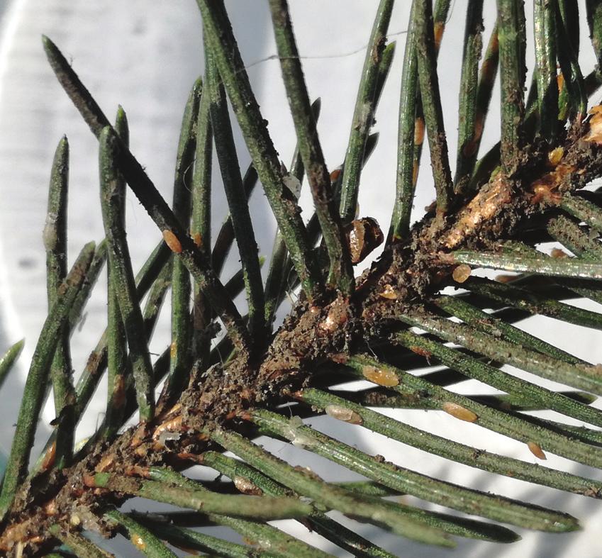 Surčin), the species was found on (Tables and 2), while on three Belgrade locations (Voždovac, Jakovo and Medaković) it was discovered on P. pungens (Table 2).