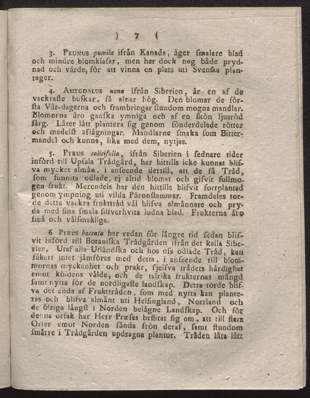 ) 7 ( g. Prunus pumita ifrån Kanada, åger fraalare blad och mindre biomklafar, men har dock nog både pryd nad och vårde, 6r au vinna en plats uti Svenfka plan tagen 4.